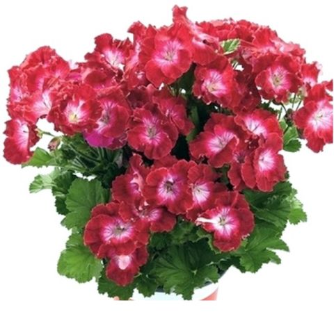 Melva Cherry Rose Sardunya Canan Fidesi (2 adet)