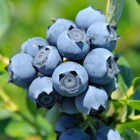 Meyve Verme Durumunda Jubilee Blueberry Yaban Mersini Fidanı