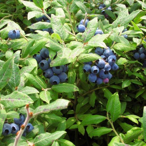 Meyve Verme Durumunda Jubilee Blueberry Yaban Mersini Fidanı