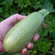 Doğal Gray Zucchini Yaz Kabağı Tohumu(10 tohum)