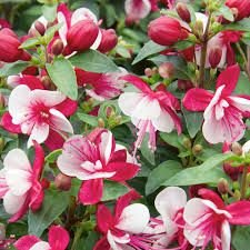 9 Luk Saksıda Fuchsita Carmine White Kırmızı Beyaz Saksılık Küpe Çiçeği