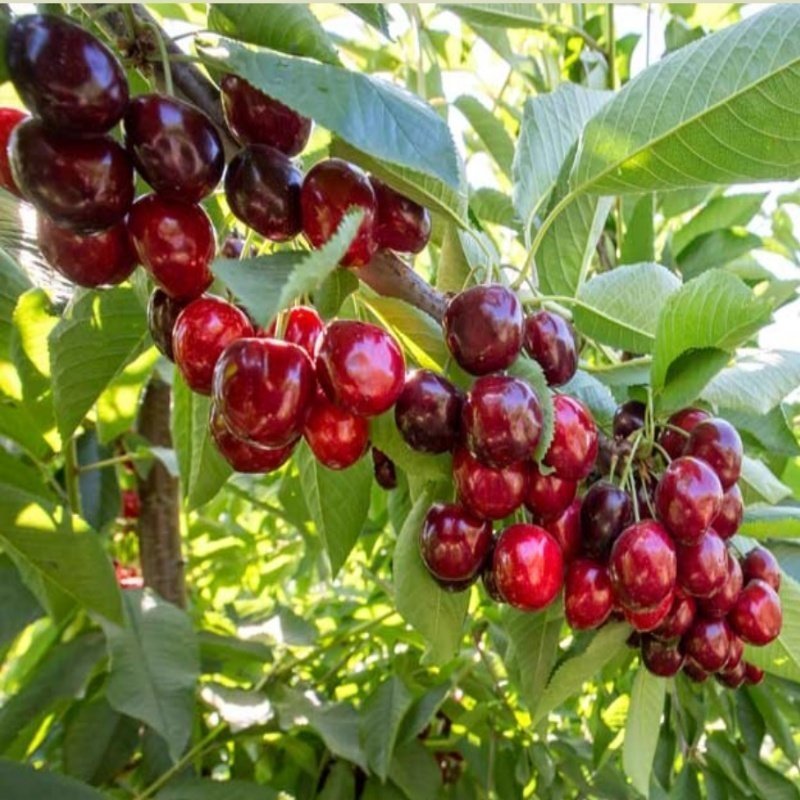 Açık Kök Yarı Bodur Premier Giant İri Meyveli Erkenci Kiraz Fidanı