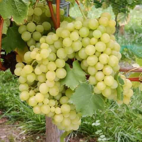 Açık Kök Muscar R.Vignes Üzüm (Asma-Bağ) Fidanı