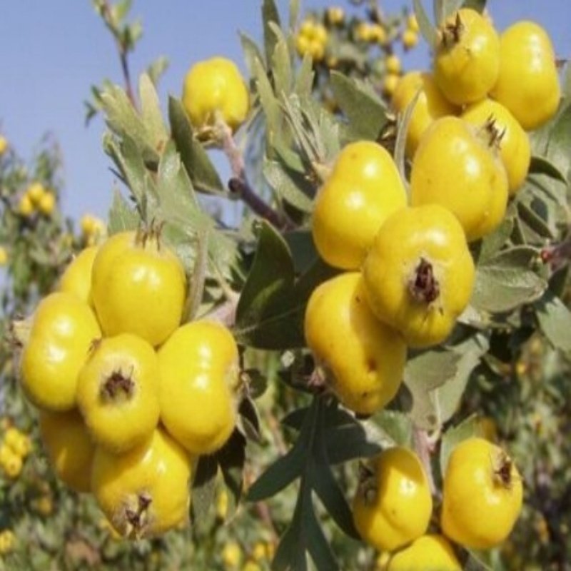 Tüplü Aşılı İri Meyveli Belen Sarı Alıç Fidanı(20-40 cm) Bedava Kargo 5 Adet