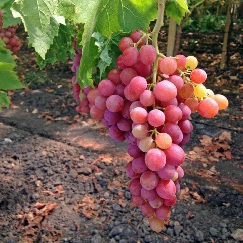 Açık Kök Ruby Seedless Çekirdeksiz Üzüm(Asma-Bağ) Fidanı