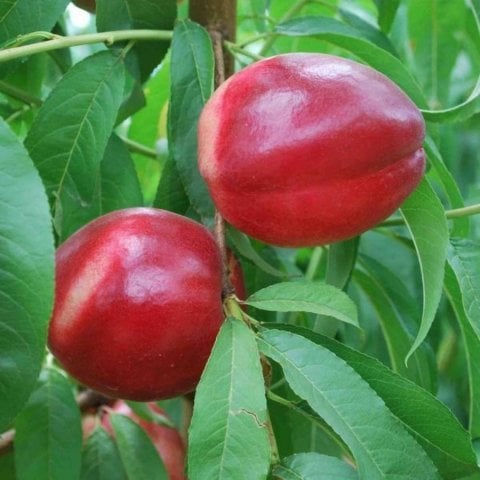 Tüplü Yarı Bodur Caldesi Nektarin Fidanı