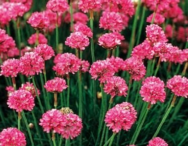 Armeria Maritima Çiçeği Tohumu(20 tohum)