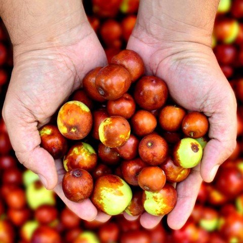 Tüplü Aroması Yüksek  Küçük Meyveli Hünnap Fidanı