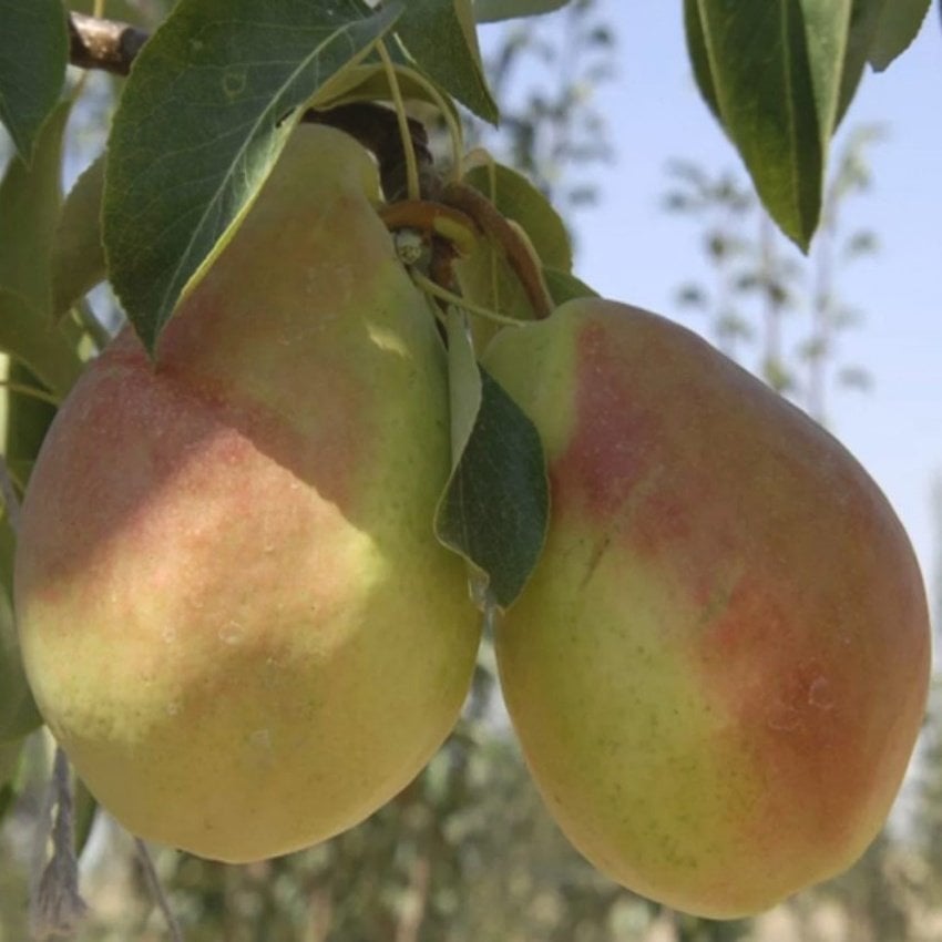 Tüplü Tam Bodur Akçay 77 Armut Fidanı