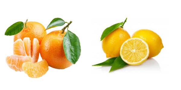 Tüplü Mandalin Limon Aşılı Narenciye Fidanı