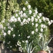 Tüplü Beyaz Çiçekli Zakkum Fidanı