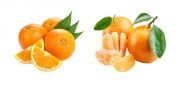 Tüplü Portakal Mandalin Aşılı Narenciye Fidanı