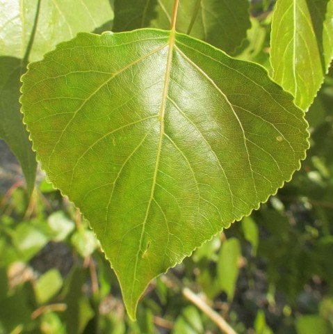 Tüplü İri Yapraklı Kanada Kavak Ağacı Fidanı