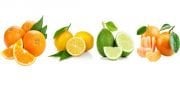Tüplü Dört Aşılı Limon Portakal Mandalin Lime Narenciye Fidanı