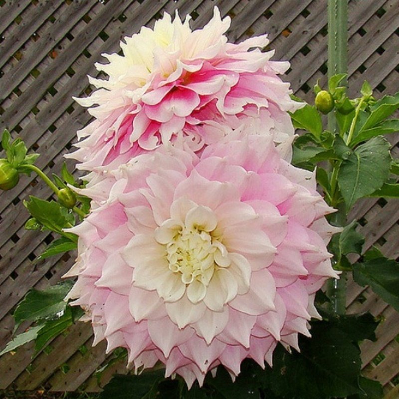 Büyük Çiçekli Gitts Perfection Yıldız Dahlia Çiçeği Soğanı Yumrusu (1 adet)