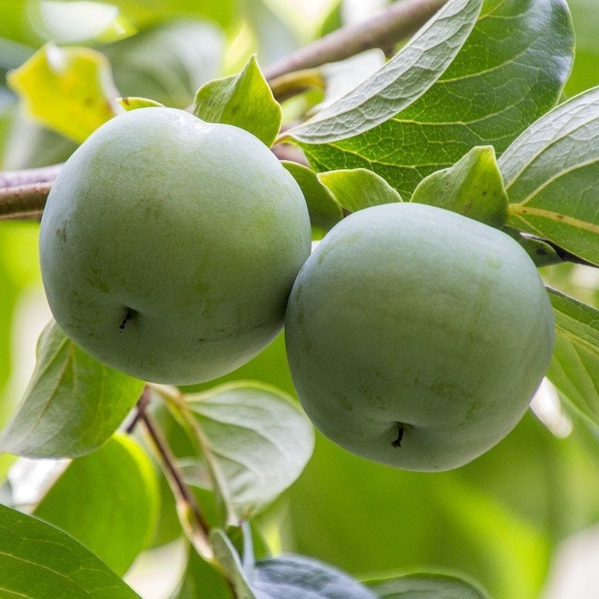 Tüplü Yeşil Green Kaki Çikolata Trabzon Hurması Fidanı (100-150 cm)