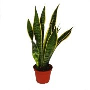 Gece Oksijen Veren Sansevieria Trifasciata Yeşil Beyaz Paşa Kılıcı Mini Saksıda