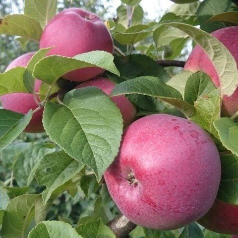 Tüplü Yarı Bodur Jersey Mac Elma Fidanı