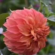 Büyük Çiçekli Wyns Moonlight Sonata  Yıldız Dahlia Çiçeği Soğanı Yumrusu (1 adet)