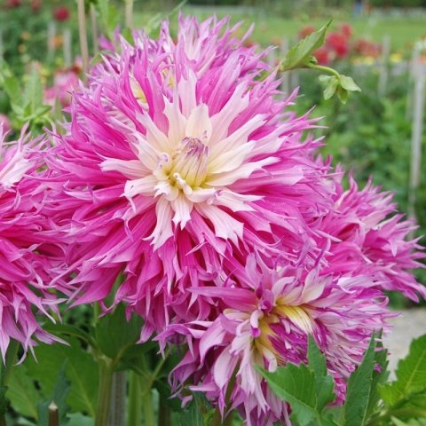 Dev Çiçekli Arica Dahlia Yıldız Çiçeği Soğanı Yumrusu (1 adet )