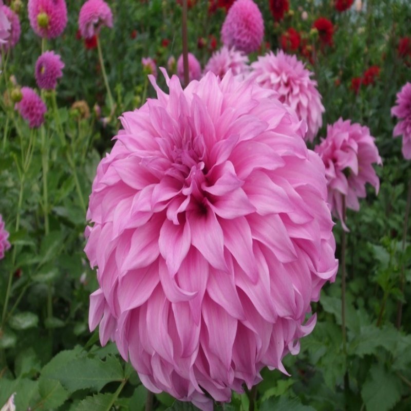 Büyük Çiçekli Vassio Megos Sonata Yıldız Dahlia Çiçeği Soğanı Yumrusu (1 adet)