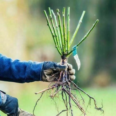 Açık Kök Koleksiyonluk İri Katlı Salita Turuncu Sarmaşık Yediveren Gül Fidanı