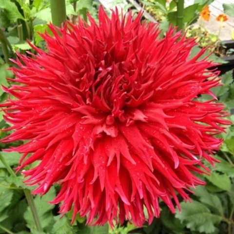 Dev Çiçekli Jax Dahlia Yıldız Çiçeği Soğanı Yumrusu (1 adet )