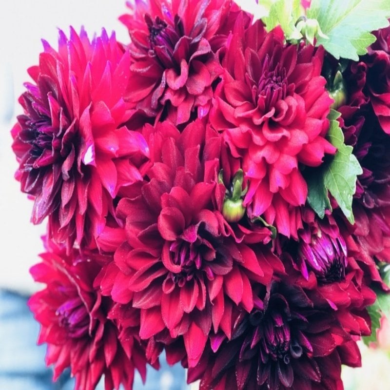 Büyük Çiçekli Uchuu Yıldız Dahlia Çiçeği Soğanı Yumrusu (1 adet)