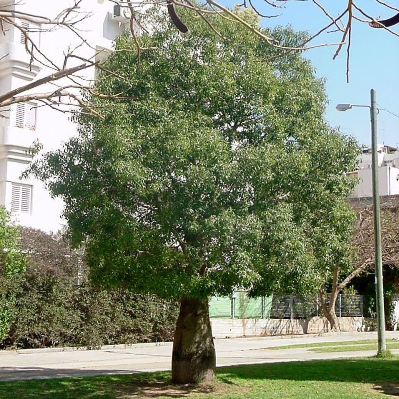 Tüplü Brachychiton Populneum Japon Kavağı Fidanı (100-150 cm)