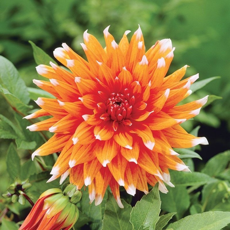 Dev Çiçekli Color Spectacle Dahlia Yıldız Çiçeği Soğanı Yumrusu (1 adet )