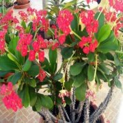 Mini Euphorbia Milii Red Desire Kaktüs Dikenler Tacı (5. Luk Saksıda)