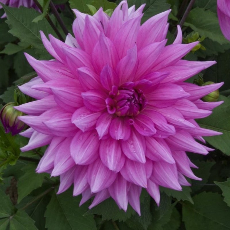 Dev Çiçekli Minouche Dahlia Yıldız Çiçeği Soğanı Yumrusu (1 adet )