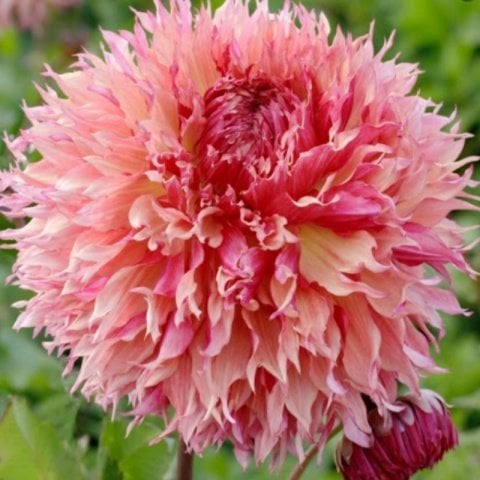 Dev Çiçekli Myrtle's Folly Dahlia Yıldız Çiçeği Soğanı Yumrusu (1 adet )