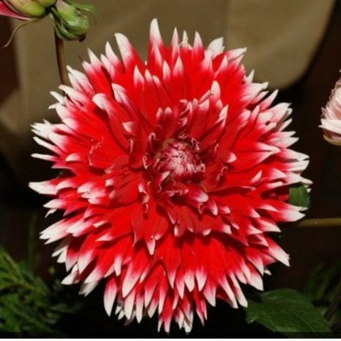Dev Çiçekli Alauna Double jeu Dahlia Yıldız Çiçeği Soğanı Yumrusu (1 adet )