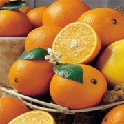 Tüplü Çok Yaşlı Bodur Saksılık Rize Portakal Fidanı Çok Dallı