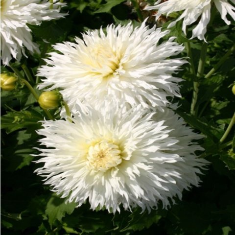 Dev Çiçekli Annapurna Dahlia Yıldız Çiçeği Soğanı Yumrusu (1 adet )
