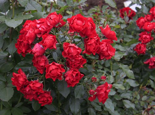 Tüplü  Black Forest Rose Yediveren Gül Fidanı