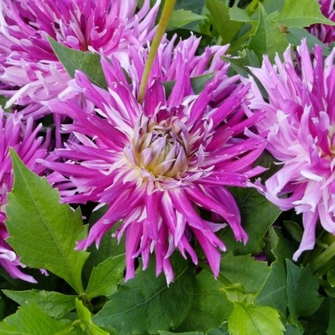 Dev Çiçekli Jil Dahlia Yıldız Çiçeği Soğanı Yumrusu (1 adet )
