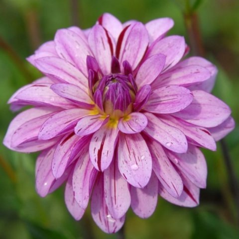 Dev Çiçekli Lauren Michele Dahlia Yıldız Çiçeği Soğanı Yumrusu (1 adet )