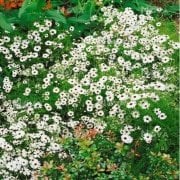White Splendour Brachycome Çiçeği Tohumu (200 tohum)