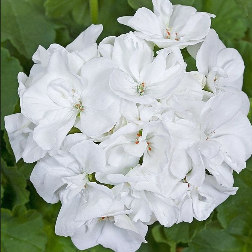 İri İçekli Semi Double Classic White Beyaz Sardunya Çiçeği Fidesi (1 adet)
