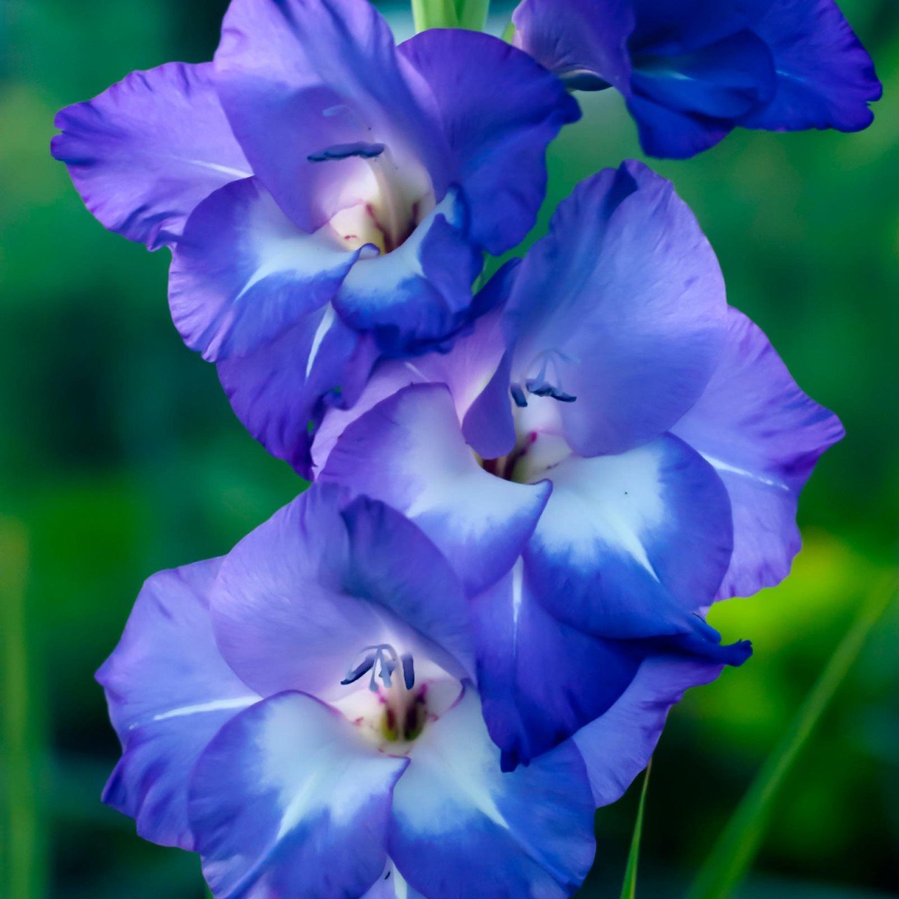 Gladiolus Blue Swan Glayör Çiçeği Soğanı (2 adet)