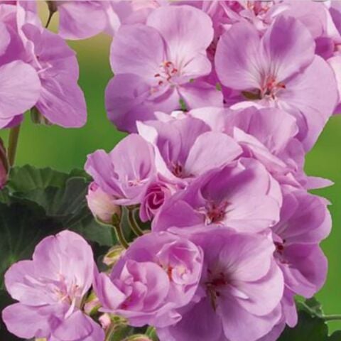 İri İçekli Semi Double Classic Violet Menekşe Sardunya Çiçeği Fidesi (1 adet)