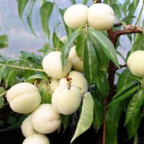 Tüplü Meyve Verme Durumunda Beyaz Nektarin Fidanı (4-5 yaş) 200-300 cm