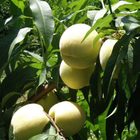 Tüplü Meyve Verme Durumunda Beyaz Nektarin Fidanı (4-5 yaş) 200-300 cm