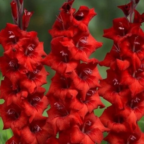 Gladiolus Red Swan Kırmızı Glayör Çiçeği Soğanı (2 adet)