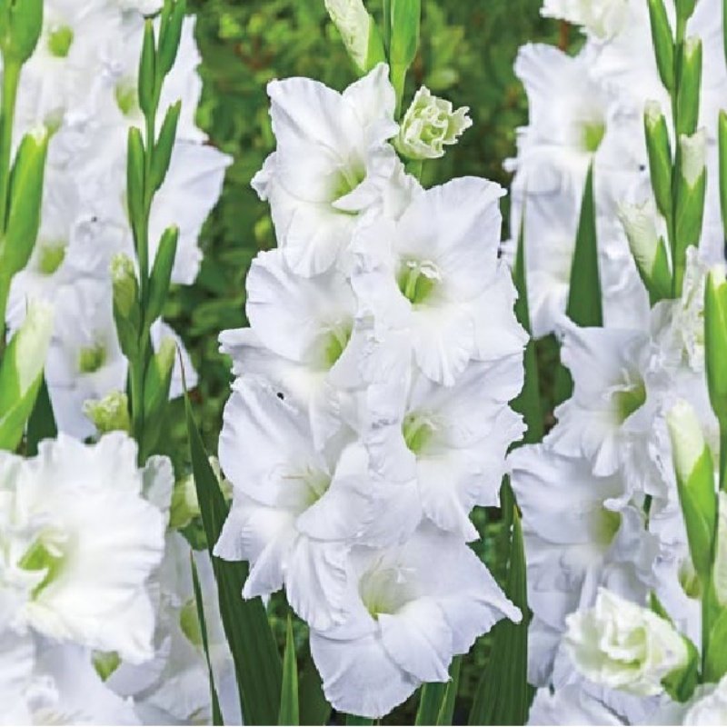 Gladiolus White Swan Beyaz Glayör Çiçeği Soğanı (2 adet)