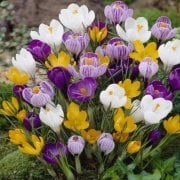 Karışık Renkli Crocus Mixed Çiğdem Soğanı(500 adet)