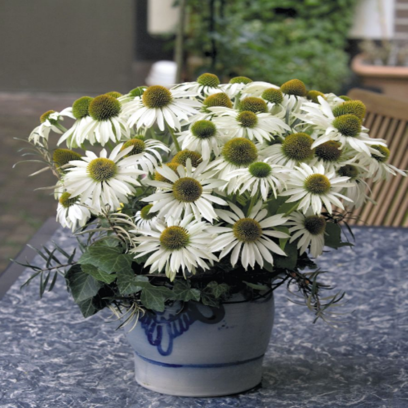 Primadonna White Beyaz Çiçekli Ekinezya Çiçeği Fidesi (50 adet)