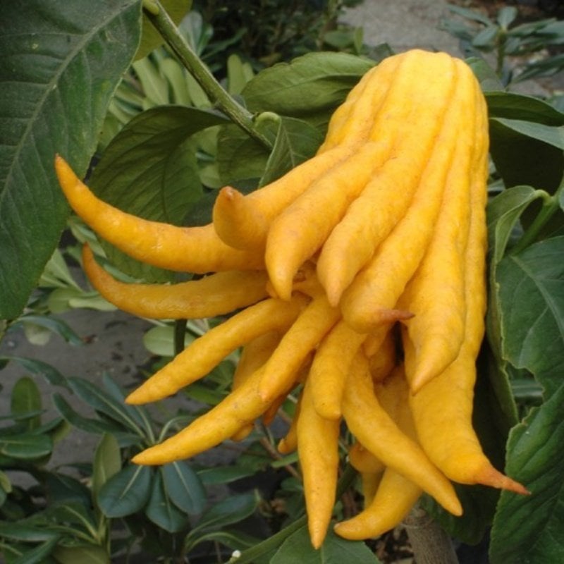 Nadir Budanın Eli(Buddha's hand fruit) Limon Fidanı Meyve Verme Durumunda (200-300 cm)